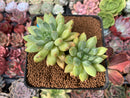 Pachyphytum Compactum 'Glaucum' 4" Cluster Succulent Plant