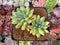 Pachyphytum Compactum 'Glaucum' 4" Cluster Succulent Plant