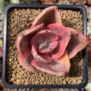 Echeveria 'Golden State' Variegated 2" Succulent Plant