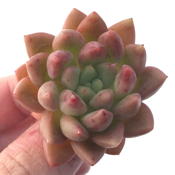 Echeveria 'Pink Top' 2" New Hybrid Succulent Plant