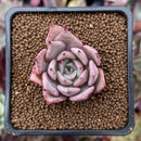 Echeveria 'Lilacina' x 'Rubin' Hybrid 1" Succulent Plant