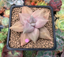 Echeveria 'Xichuensis' 2" Succulent Plant