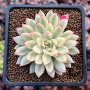 Echeveria 'Mebina' Variegated 2" Succulent Plant