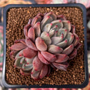 Echeveria Agavoides 'Magic Plot' 2" Cluster Succulent Plant