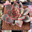Echeveria 'Miella' Variegated 2" Succulent Plant