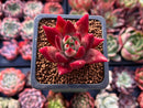 Echeveria Agavoides 'Electra' 2" Succulent Plant