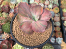 Echeveria 'Suyon Frill' Variegated 3"-4" Succulent Plant
