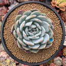 Echeveria 'Orange Monroe' 4" Powdery Succulent Plant