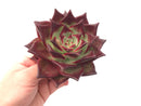 Echeveria Agavoides ‘Red Ebony’ 5” Rare Succulent Plant