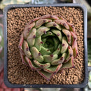 Echeveria Agavoides 'Sarabony' 2" Succulent Plant
