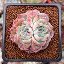 Echeveria 'Rosalina' Bifurcated 1"-2" Succulent Plant