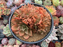 Echeveria 'Jin Cheol Hong' Crested 5" Large Succulent Plant