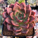 Echeveria 'Sharman' 3" Succulent Plant