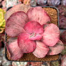 Echeveria 'Suyon Frill' Variegated 3" Cutting Succulent Plant