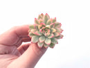 Echeveria Mebina Variegated Small 2” Rare Succulent Plant
