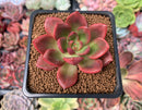 Echeveria Agavoides 'Chapote' 2" Succulent Plant
