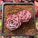 Echeveria 'Laurensis' 2" Cluster Succulent Plant