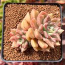 Echeveria 'Black Petra' Cluster 2" Succulent Plant