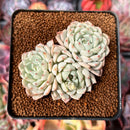 Echeveria 'White Zaragoza' 2" Succulent Plant