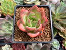 Echeveria 'Orange Champaign' 2" Succulent Plant