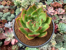 Echeveria Agavoides 'Chairman' 4"-5" *Unique Cultivar* Succulent Plant