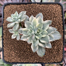 Echeveria 'Green Emerald' Variegated 3” Cluster Succulent Plant
