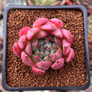 Echeveria 'Sarahime' Hybrid 2" New Hybrid Succulent Plant