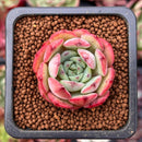 Echeveria 'Black Panther' 1" Succulent Plant