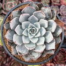 Echeveria 'Cuspidata v. Parrasensis' 4"-5" Succulent Plant