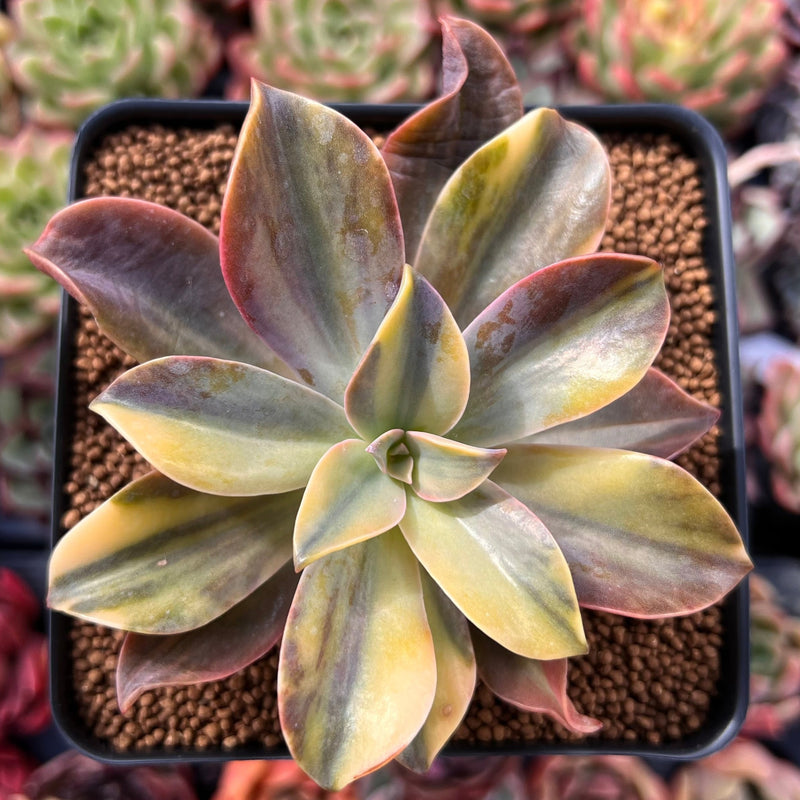 succulents fred ives Graptoveria 'Fred Ives' Variegated 4" Succulent Plant – True Succulents Plant Co