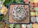 Echeveria 'Helena' 2"-3" Succulent Plant