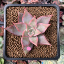 Echeveria 'Madiba' Hybrid 1"-2" Succulent Plant