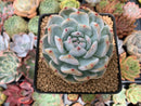 Echeveria 'Orange Monroe' 3"-4" Succulent Plant