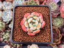 Echeveria 'Starmark' 1" Succulent Plant