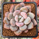 Echeveria 'Monroe Queen' 1" Succulent Plant