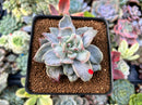 Echeveria 'Harry Watson' Mutated 2"-3" New Mutant Succulent Plant