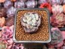 Echeveria 'Misellosa' 1" Succulent Plant