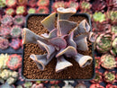 Echeveria 'Perle von Nurnberg' Trumpeting Form (Not Trumpet Pinky) 2"-3" Succulent Plant