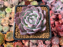 Echeveria 'Laurenis' Hybrid 2" Succulent Plant