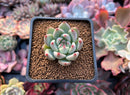 Echeveria 'Shakino' 1" New Hybrid Succulent Plant
