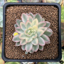 Echeveria 'Mebina' Variegated 2" Succulent Plant