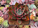 Echeveria Agavoides 'Rojo' 2"-3" Succulent Plant