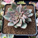 Echeveria 'Miella' Variegated 2" Succulent Plant