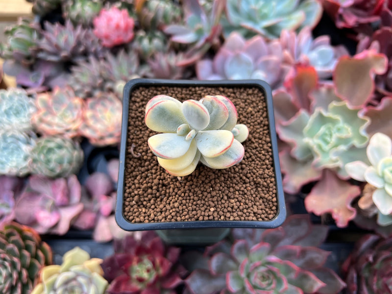 cotyledon rainbow succulent Cotyledon 'Orbiculata' Variegated 1"-2" Succulent Plant