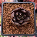 Echeveria 'Black Bird' 1" Succulent Plant