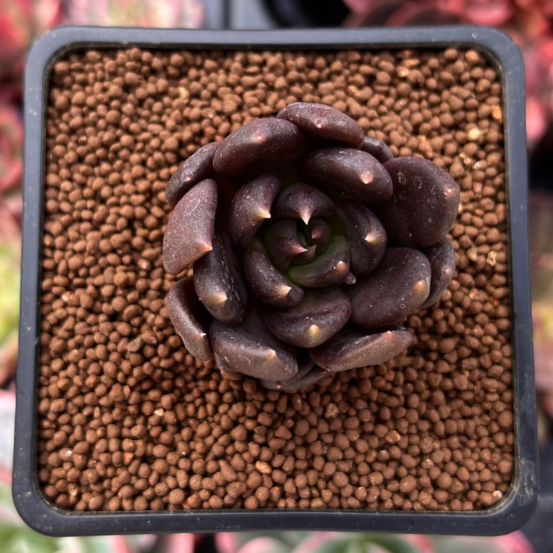 succulent bird Echeveria 'Black Bird' 1" Succulent Plant – True Succulents Plant Co