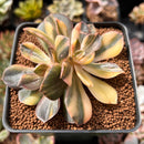 Echeveria 'Black Rose' Variegated 3" Succulent Plant