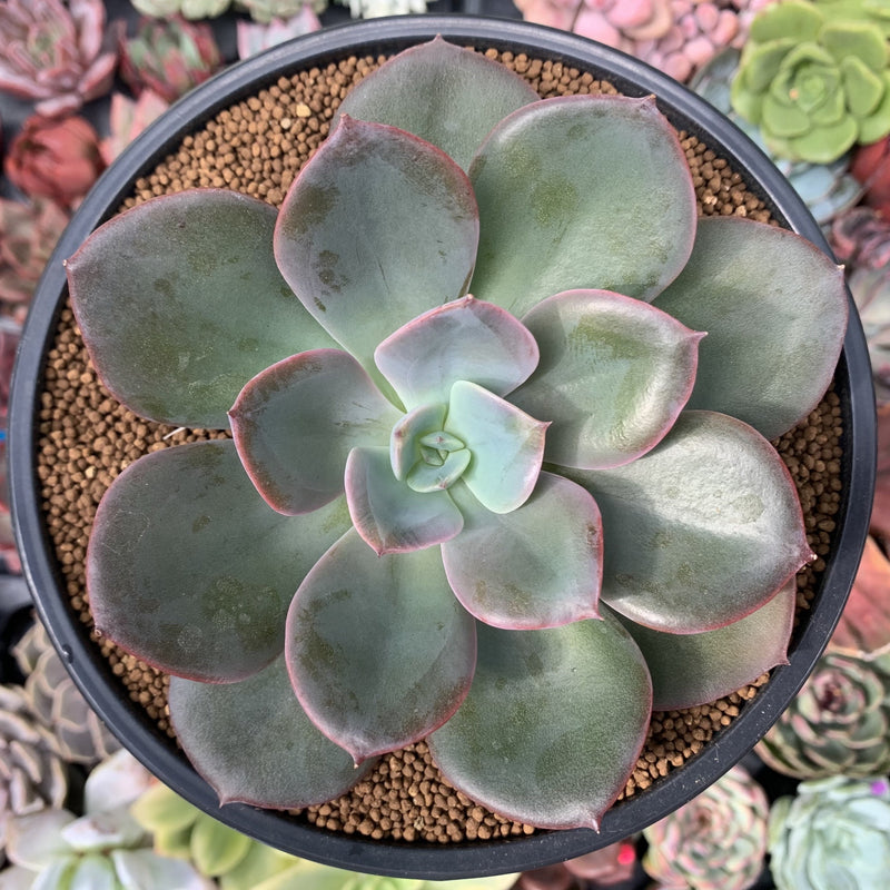 succulent purple leaves Echeveria 'Purple Tint' 3