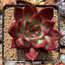 Echeveria Agavoides 'Magic Corona' 3"-4" Succulent Plant