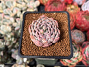 Echeveria Selected Hybrid 2" Succulent Plant